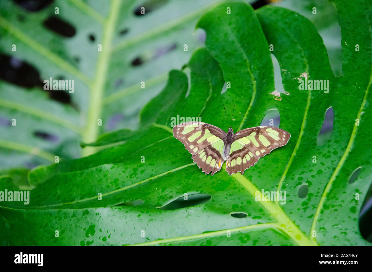 Malachite butterfly (Siproeta stelenes) on a big green leaf Stock Photo