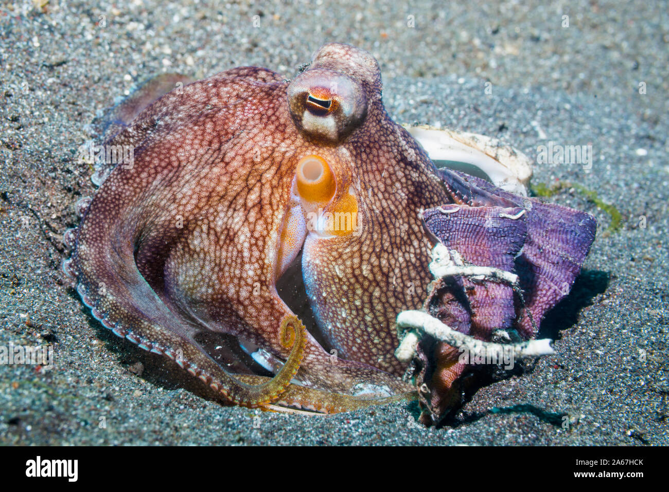 Veined or Coconut Octopus [Amphioctopus marginatus].  Lembeh Strait, North Sulawesi, Indonesia. Stock Photo