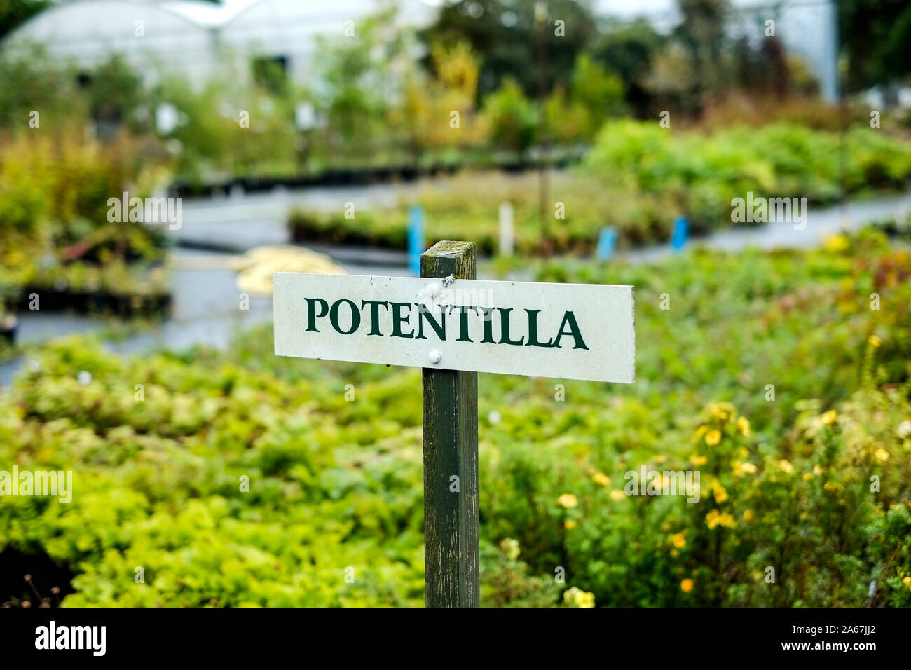 A sign for Potentilla plants in a garden centre nursery. Stock Photo