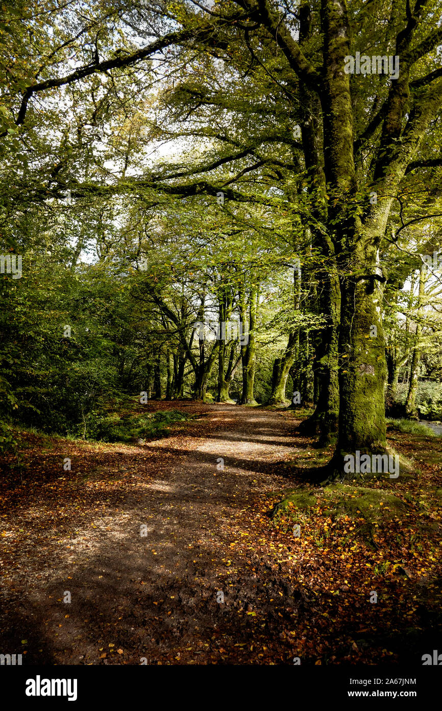 Beech trees Fagus sylvatica in the ancient woodland of Draynes Wood at Golitha Falls in Cornwall. Stock Photo