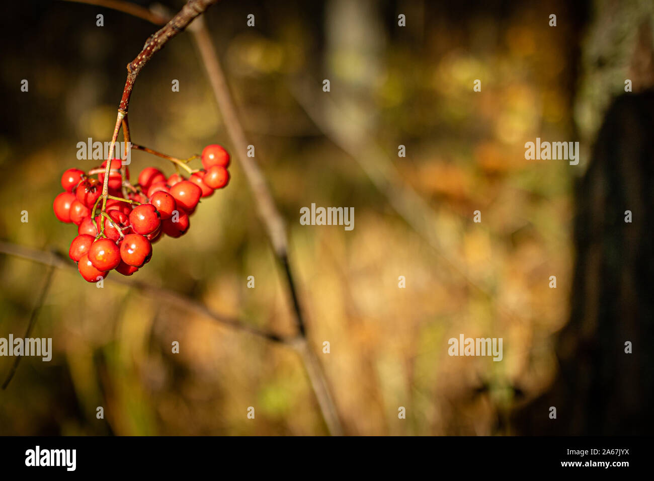 Rowanberry border on blurred forest background with copy space Stock Photo
