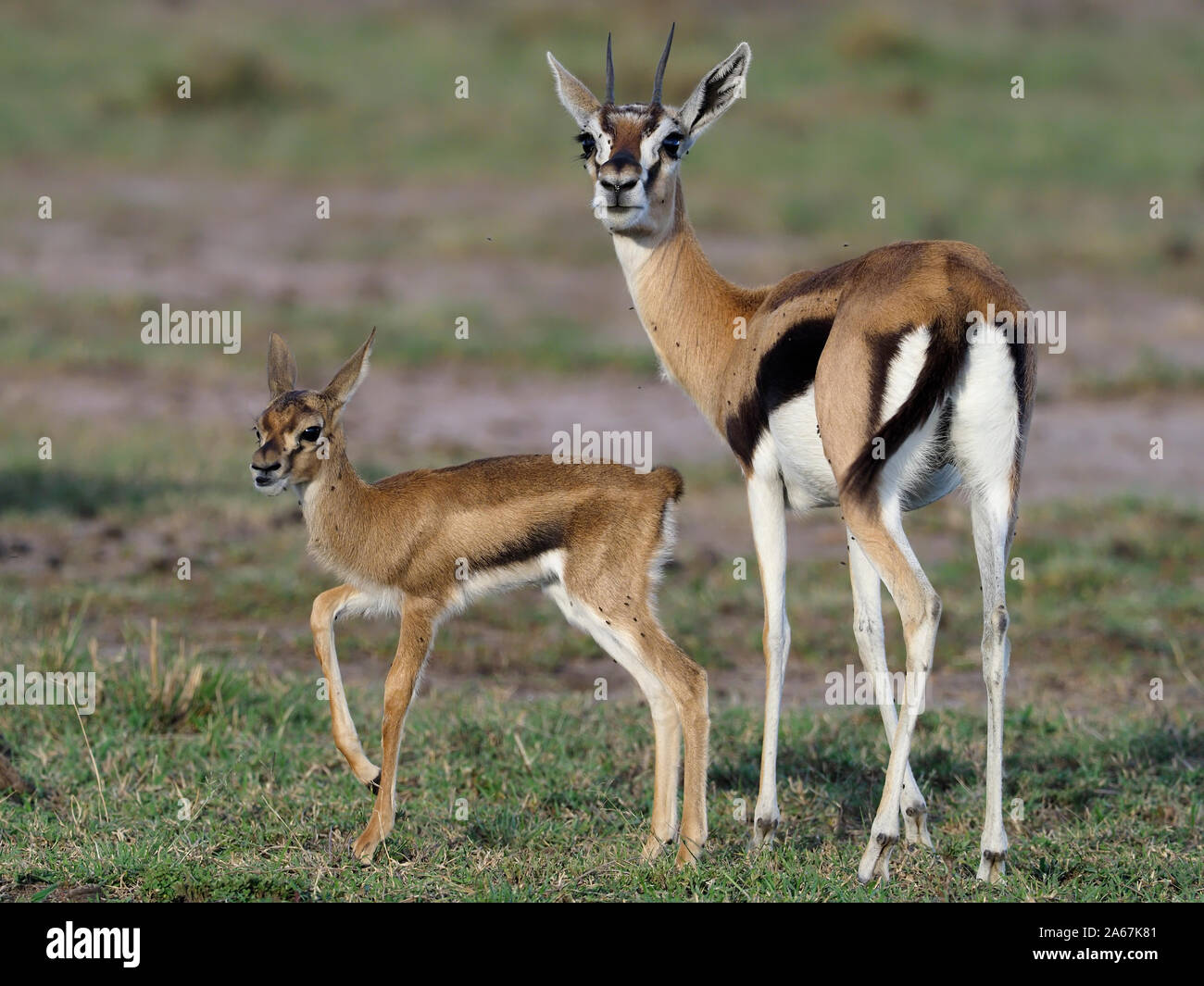 Baby thomsons gazelle hi-res stock photography and images - Alamy
