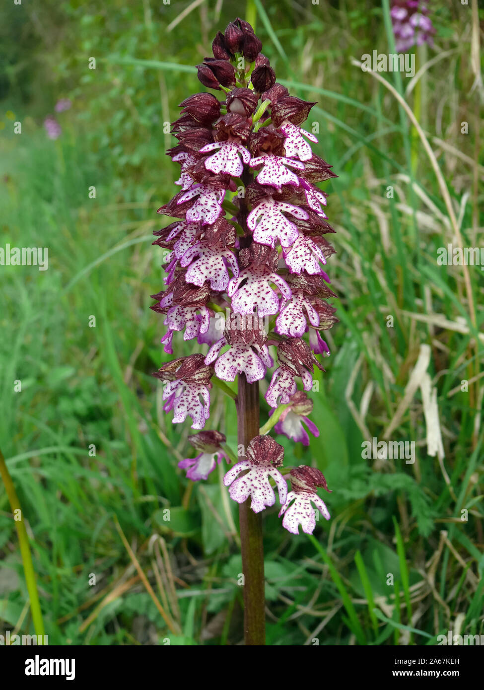 lady orchid, Purpur-Knabenkraut, Orchis purpurea, bíboros kosbor Stock Photo