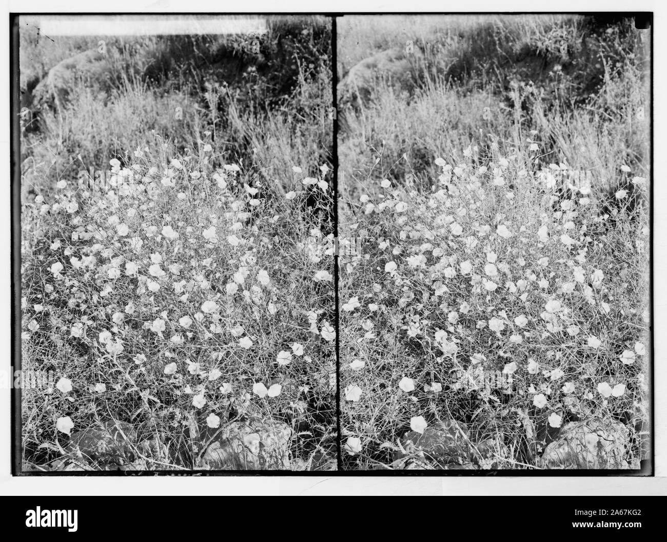 Wild flowers of Palestine. Convolvulus (C. Dorycnium L.). Stock Photo