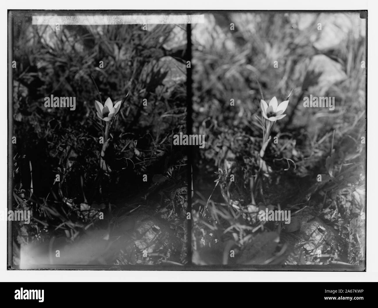 Wild flowers of Palestine. Romulea (R. Bulbocodium (L.) Seb. et Mauri); [Another view of romulea flower]. Stock Photo