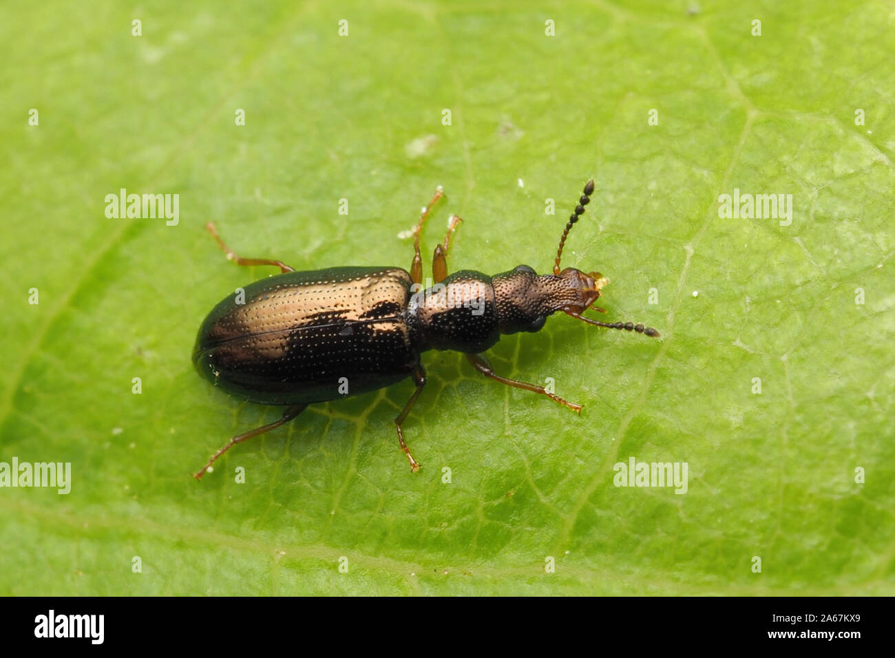 Narrow-waisted bark beetle in the family Salpingidae at rest on oak leaf. Tipperary, Ireland Stock Photo