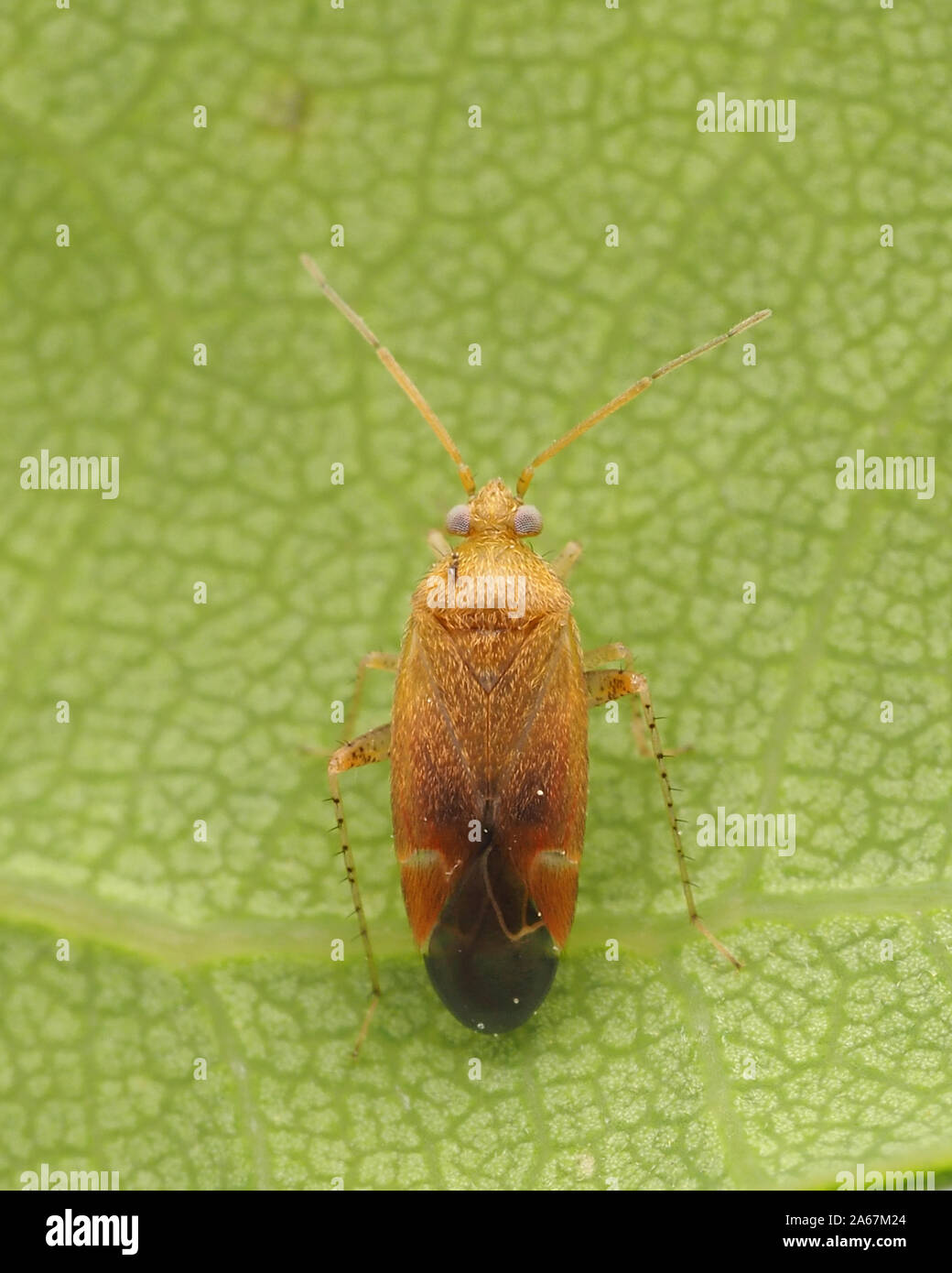Psallus sp Mirid bug resting on underside of oak leaf. Tipperary, Ireland Stock Photo