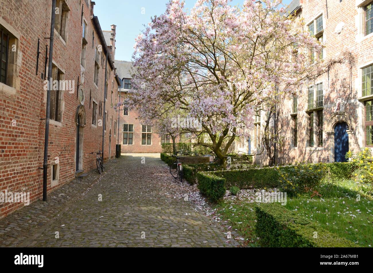 Pink flowers tree in cobbled alley of the Great Beguinage of Leuven
