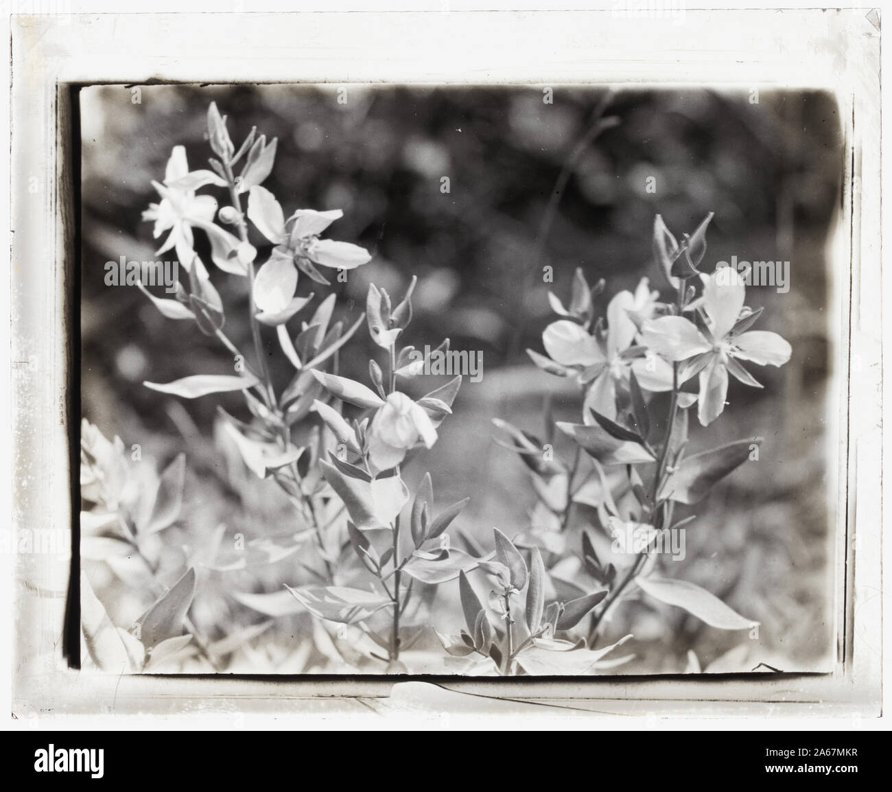 Wildflowers in bloom Stock Photo - Alamy