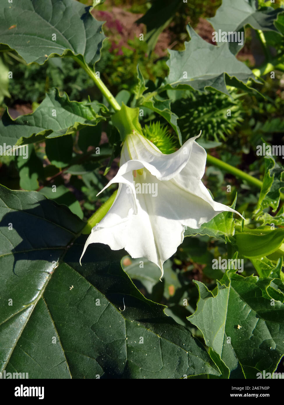 jimsonweed, devil's snare, Gemeiner Stechapfel, Datura stramonium, csattanó  maszlag Stock Photo - Alamy