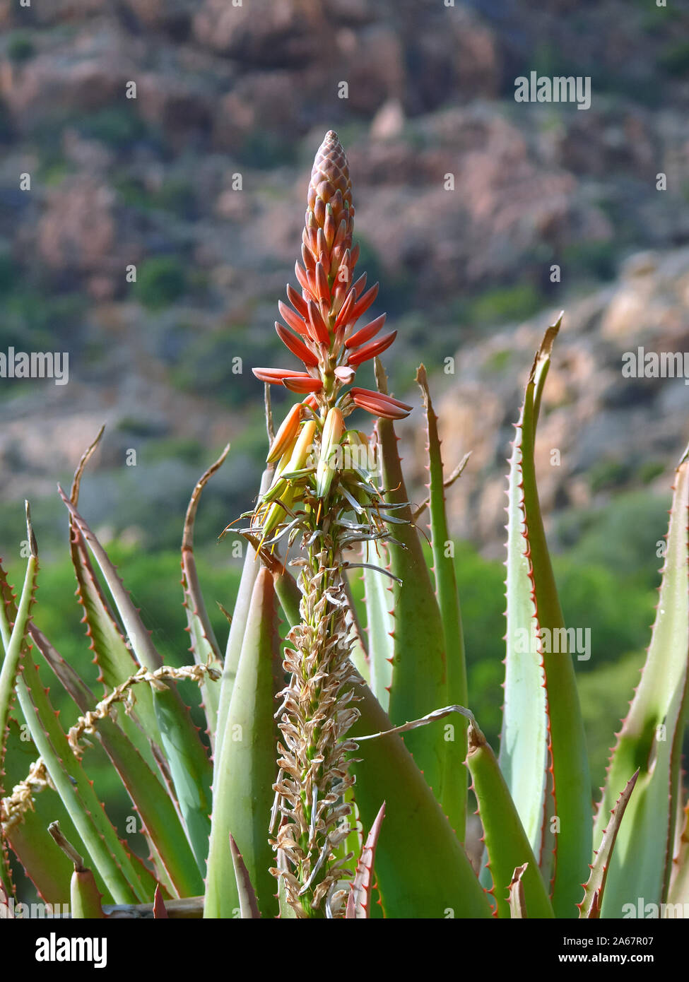 bitter aloe, Kap-Aloe, Aloe ferox, szrs lo Stock Photo - Alamy