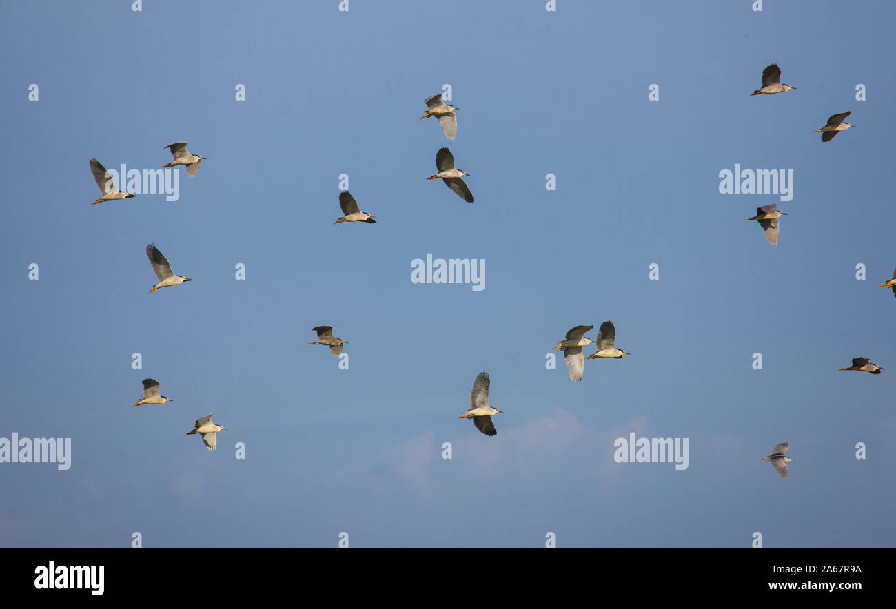 Bando de Martinetes sobrevolando el humedal del Parque Nacional de Doñana. Huelva. Andalucia. España. Europa Stock Photo