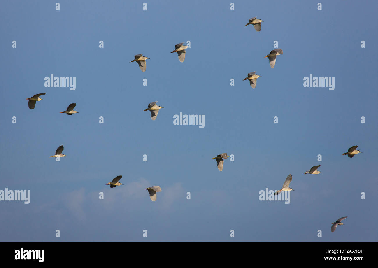 Bando de Martinetes sobrevolando el humedal del Parque Nacional de Doñana. Huelva. Andalucia. España. Europa Stock Photo