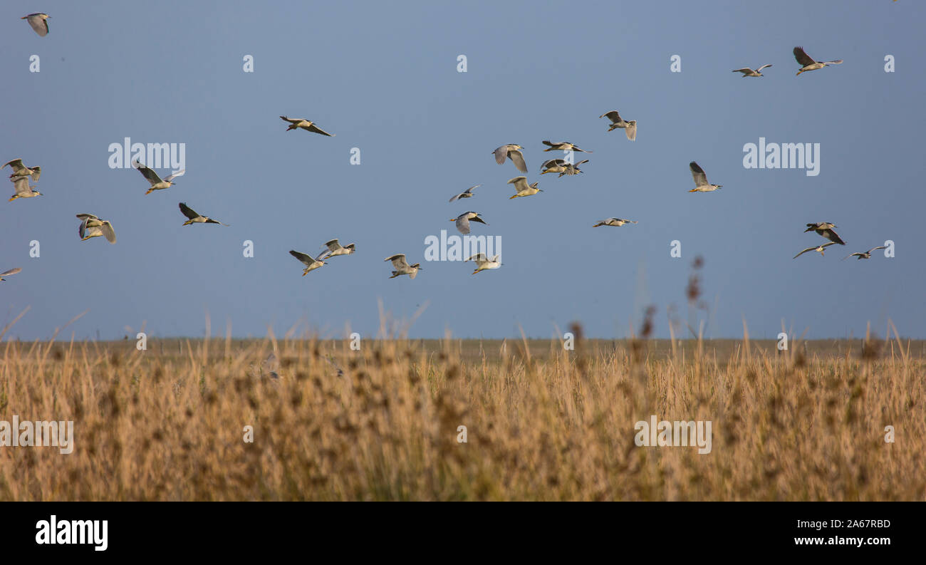Bando de Martinetes sobrevolando el humedal del Parque Nacional de Doñana. Huelva. Andalucia. España. Europa Stock Photo