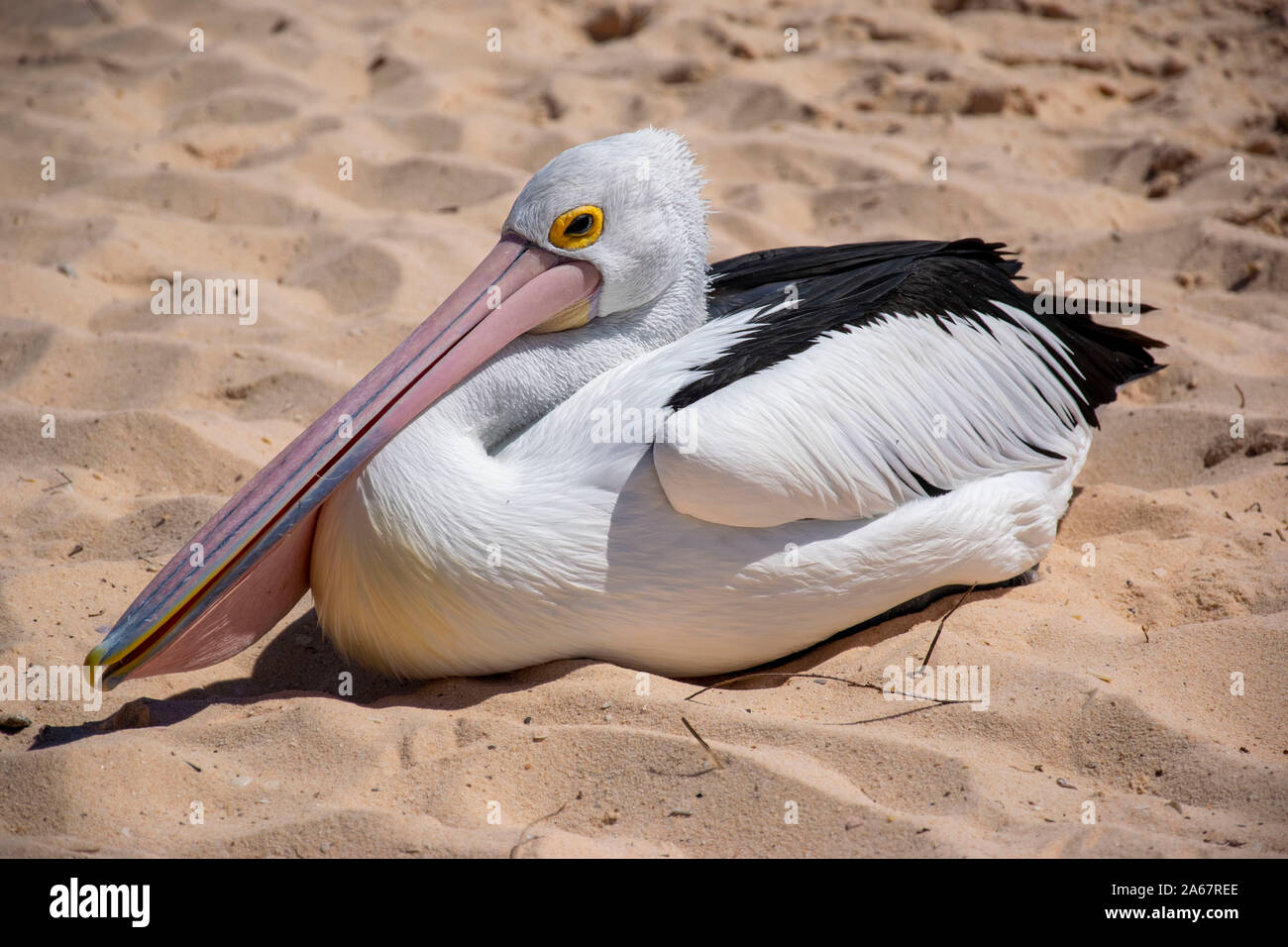 A picture of a pelican on sand. Stock Photo