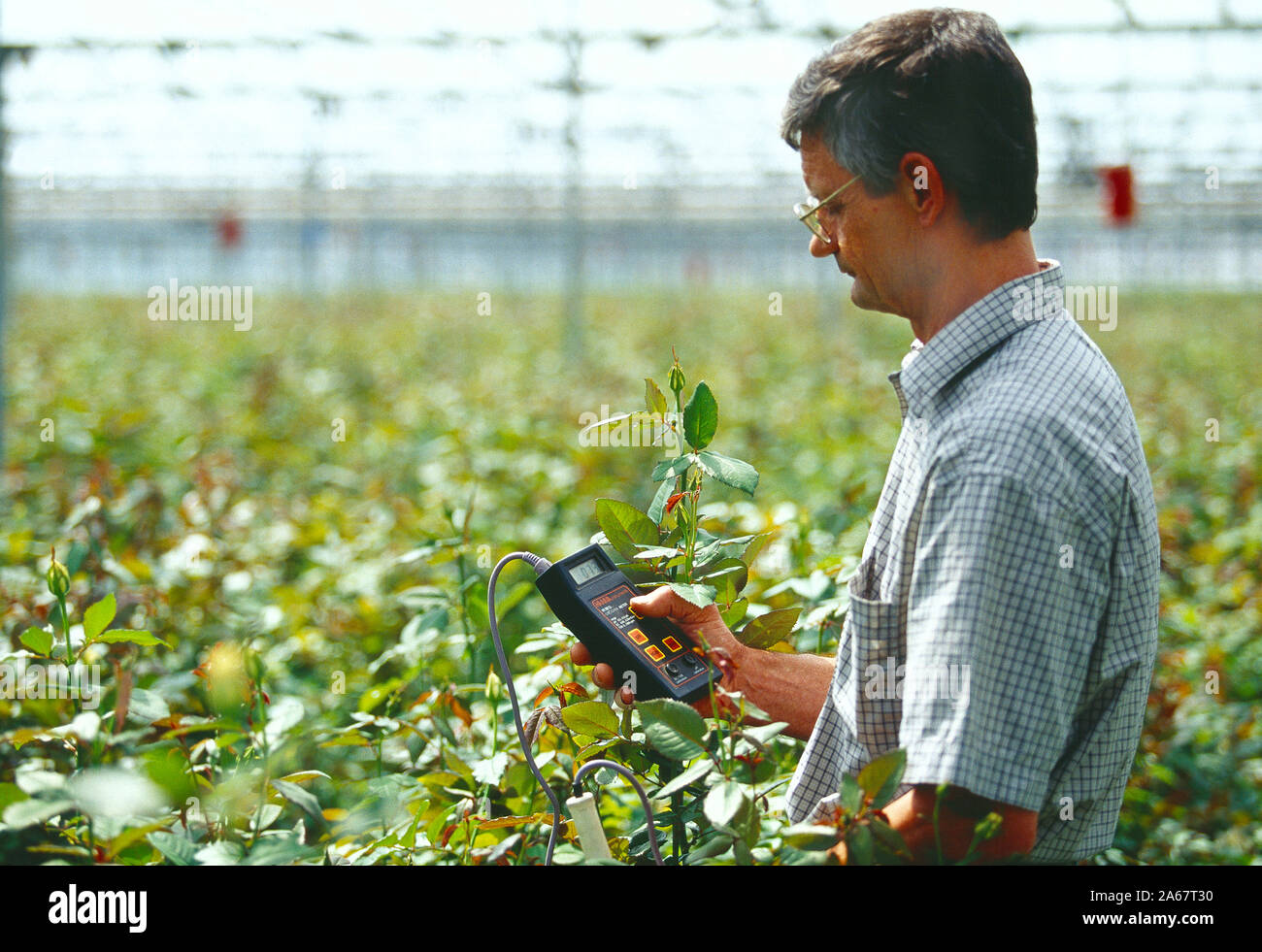 Channel Islands. Guernsey. Man testing conditions inside glasshouse with crop of growing roses. Stock Photo