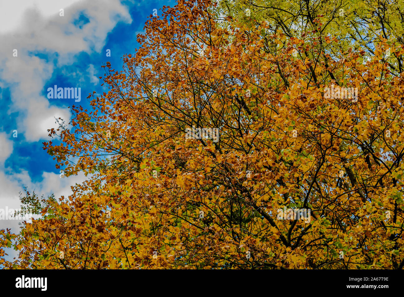 Yellow, orange, golden leaves on the branches of a tree with a blue sky ...