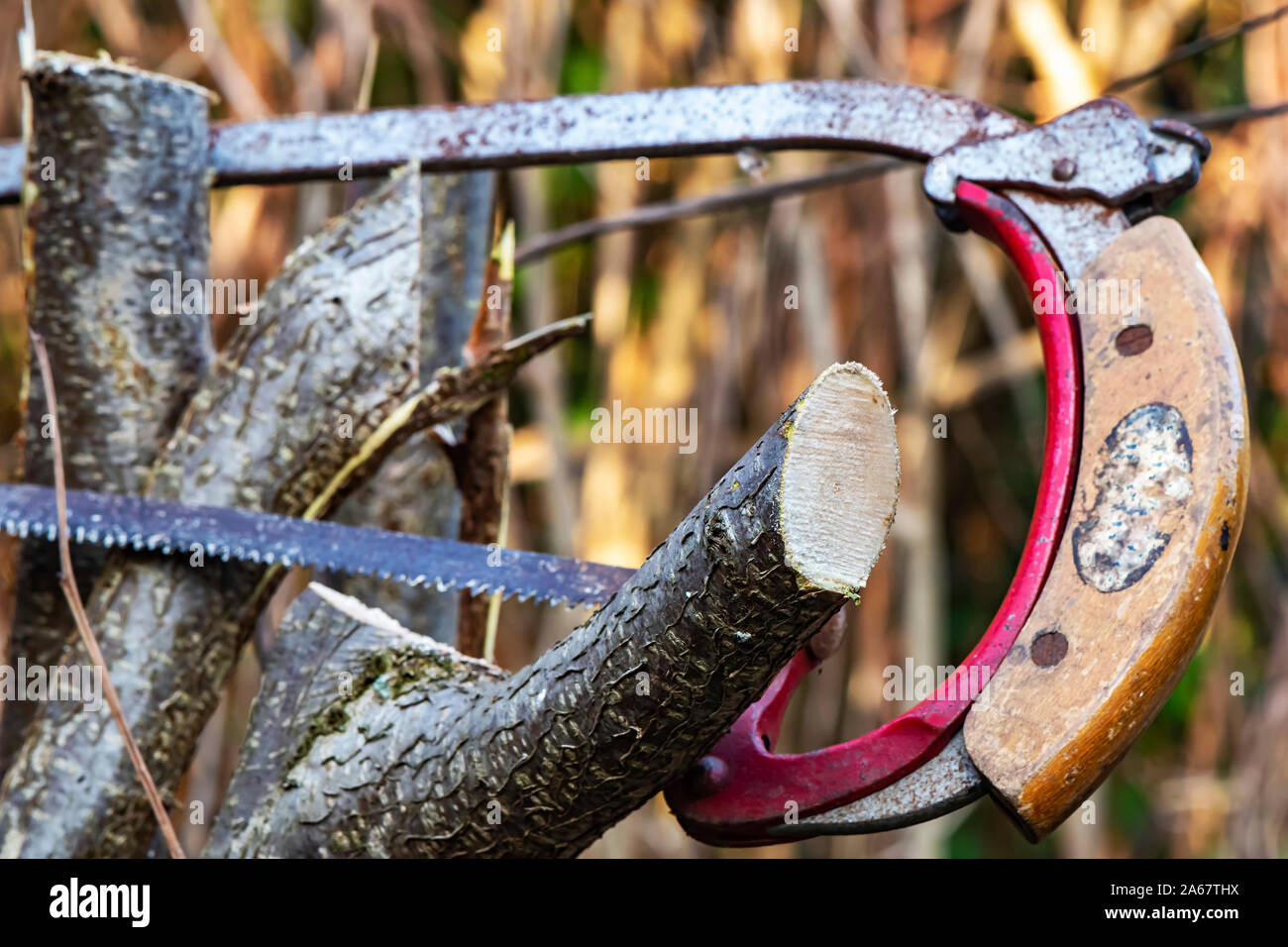 Detail of a saw cutting a young tree for the garden care. The focus is on the branch. Stock Photo