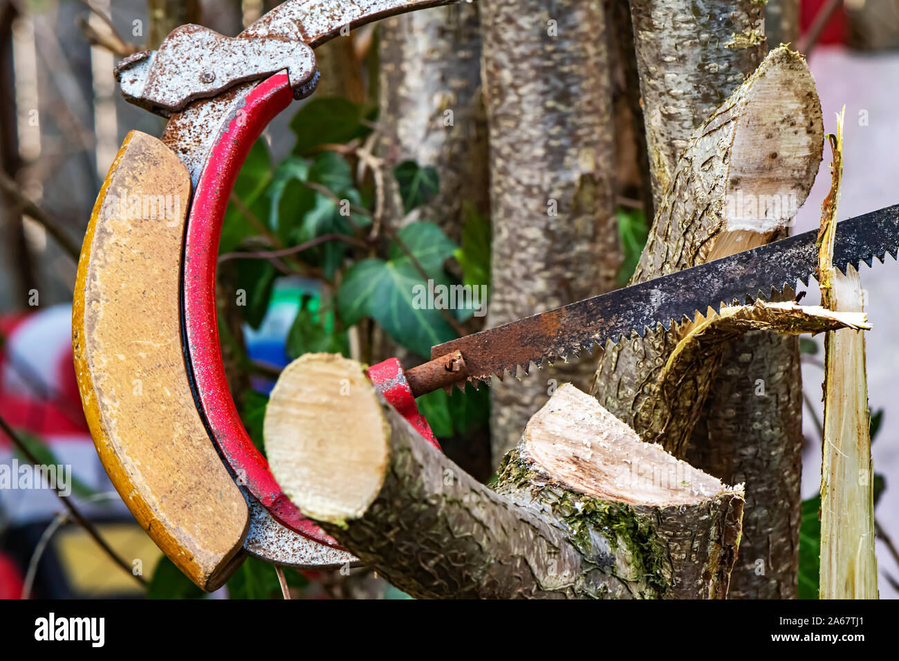 Detail of a saw cutting a young tree for the garden care. The focus is on the saw. Stock Photo