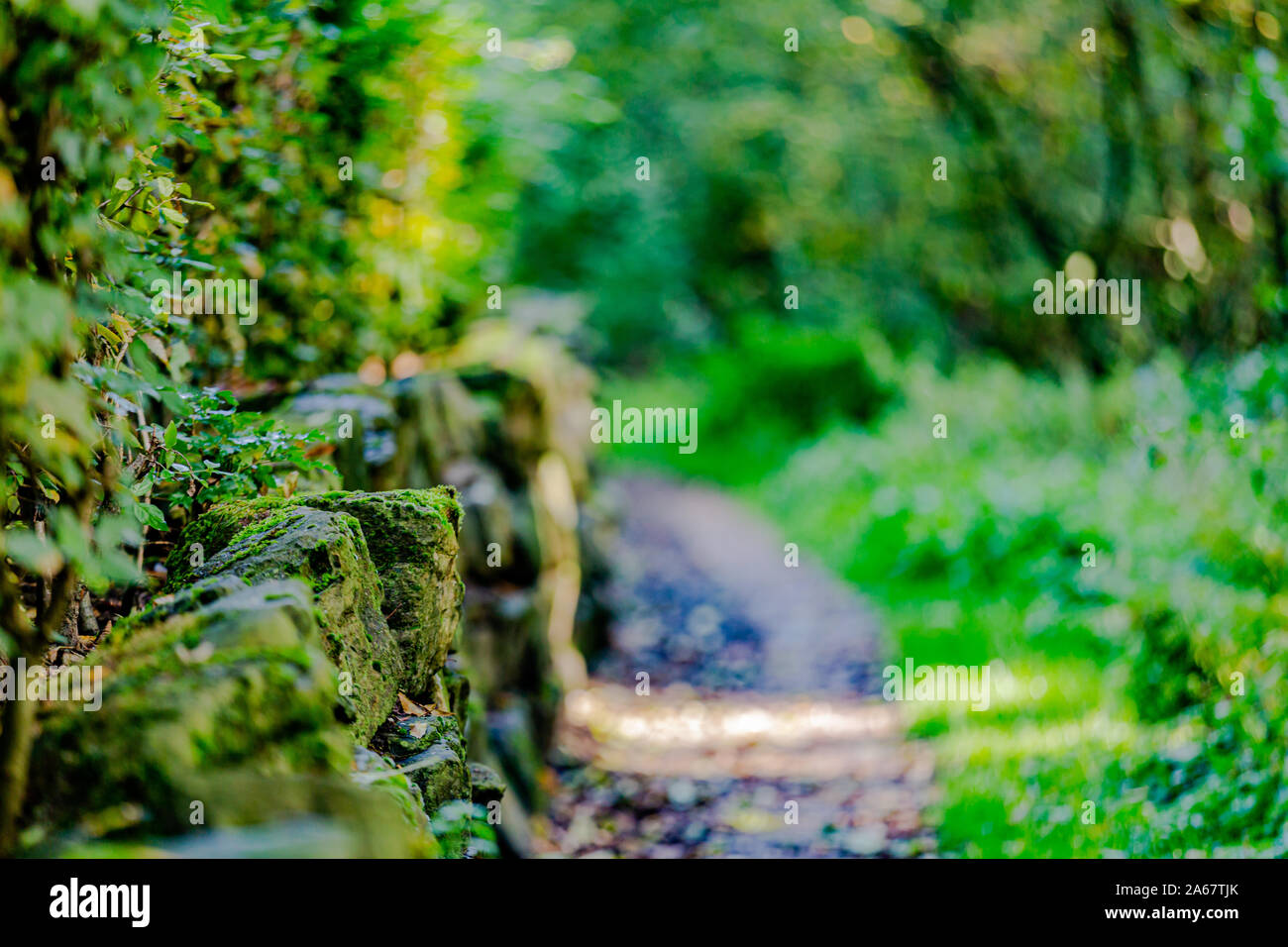 Rocks with moss on a stone fence on a pedestrian path surrounded by large  vegetation, blurred background, autumn day in the Netherlands Holland Stock  Photo - Alamy