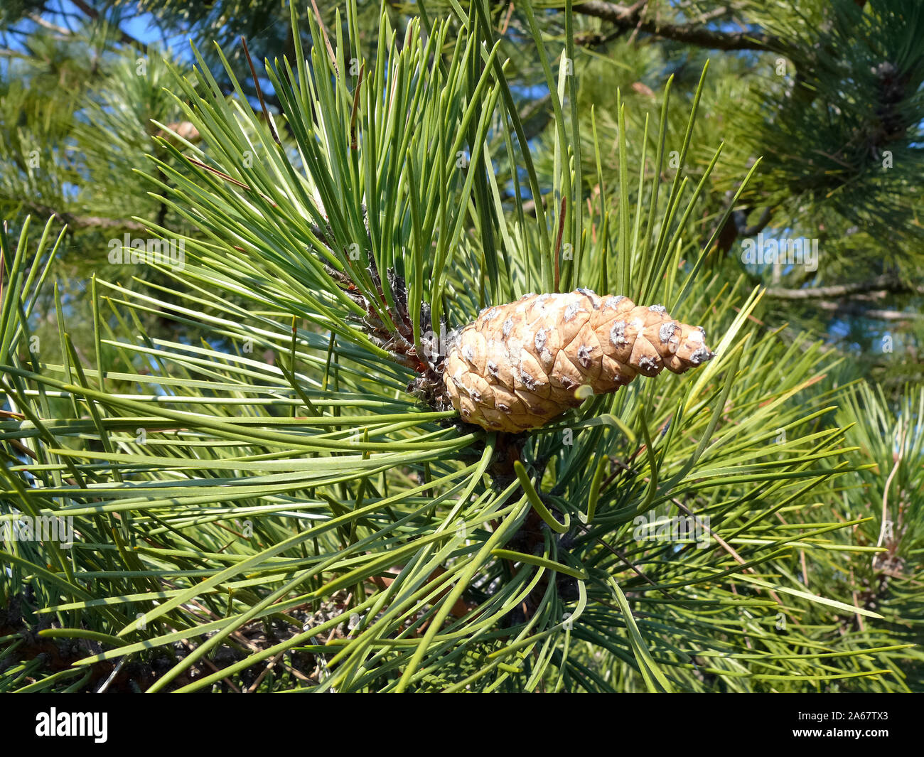 Scots pine, Waldkiefer, Pinus sylvestris, erdeifenyő Stock Photo