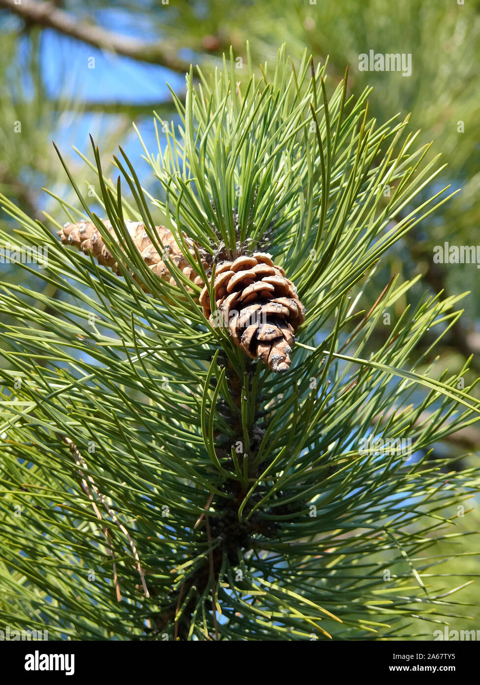 Scots pine, Waldkiefer, Pinus sylvestris, erdeifenyő Stock Photo