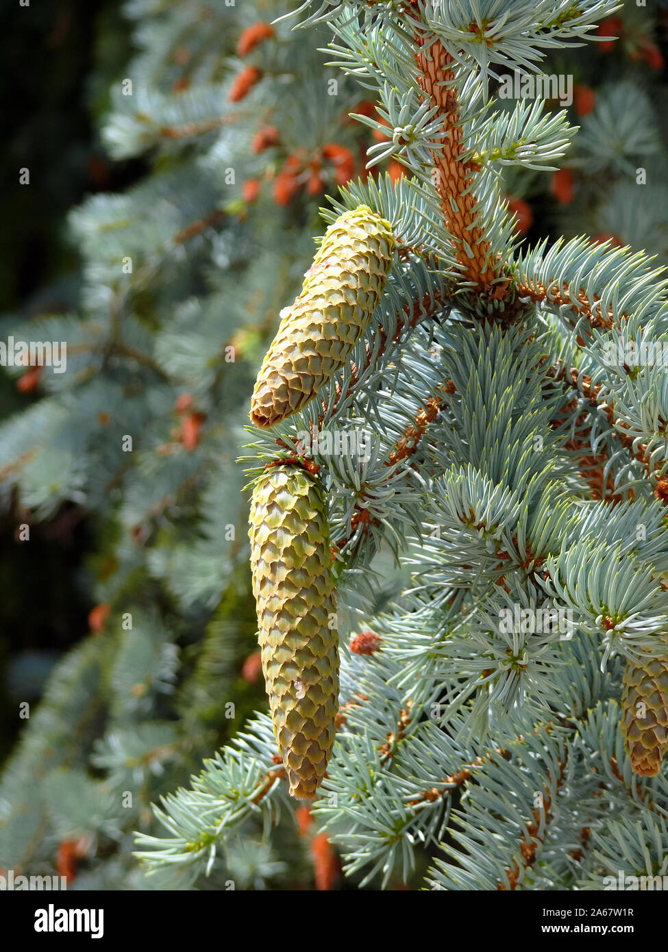 Blue spruce, Stech-Fichte, Blau-Fichte, Picea pungens, ezüstfenyő Stock Photo