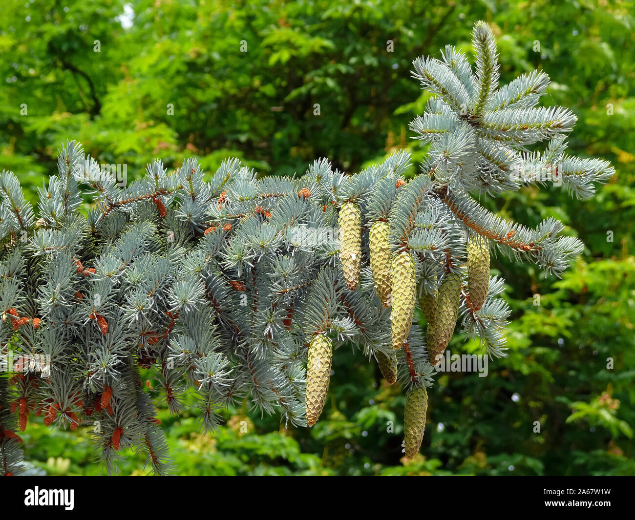 Blue spruce, Stech-Fichte, Blau-Fichte, Picea pungens, ezüstfenyő Stock Photo