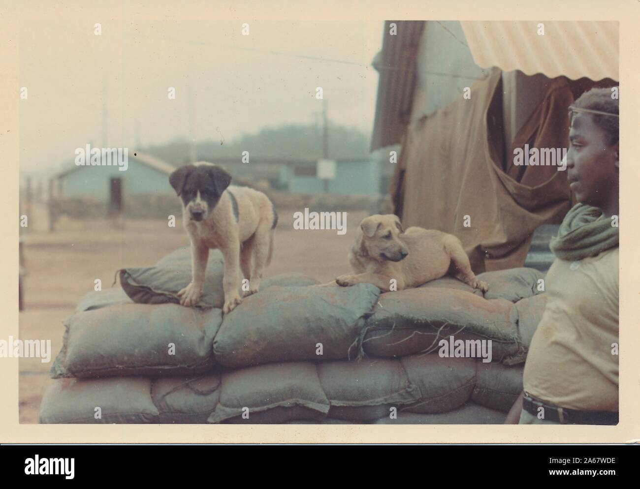 African-American soldier in Vietnam during the Vietnam War stands with two puppies, who sit on top of sandbags at a fortification, 1975. () Stock Photo