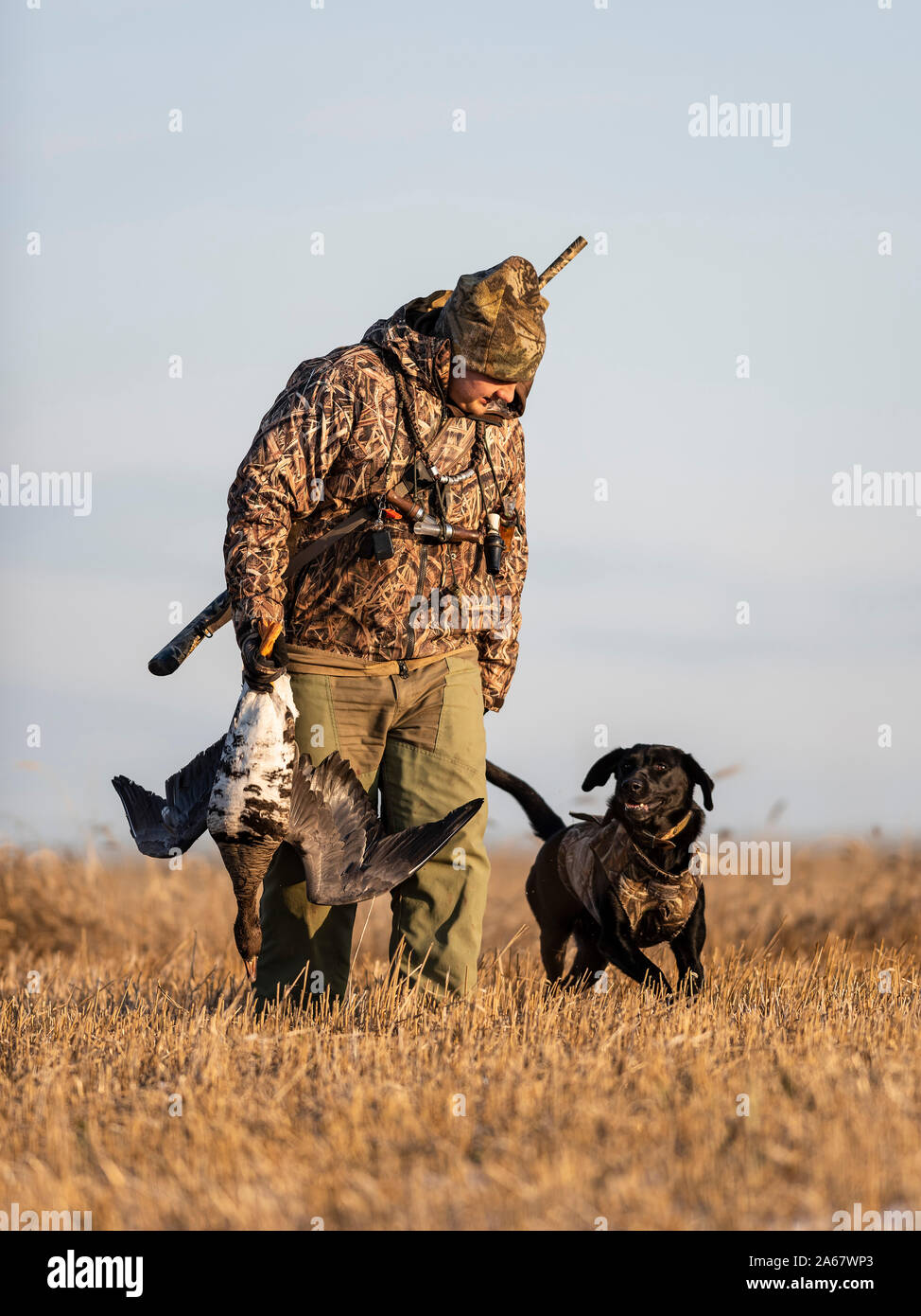 labrador hunter