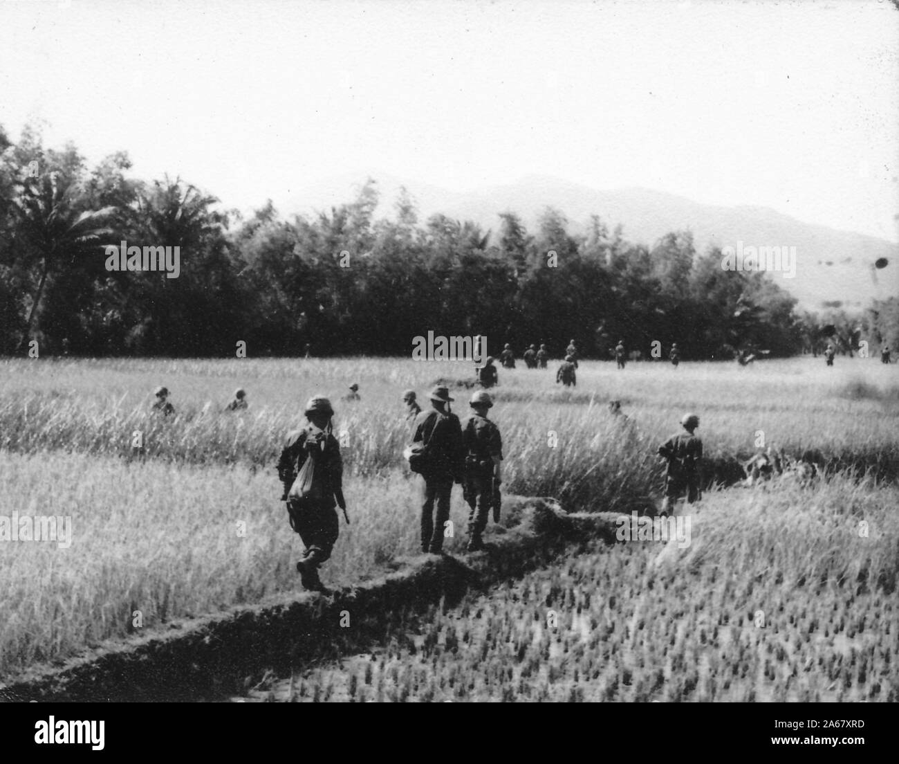 Wide shot of American servicemen, from the back, walking in single file through a field with tall grasses or rice plants on a sunny day, Vietnam, 1965. () Stock Photo