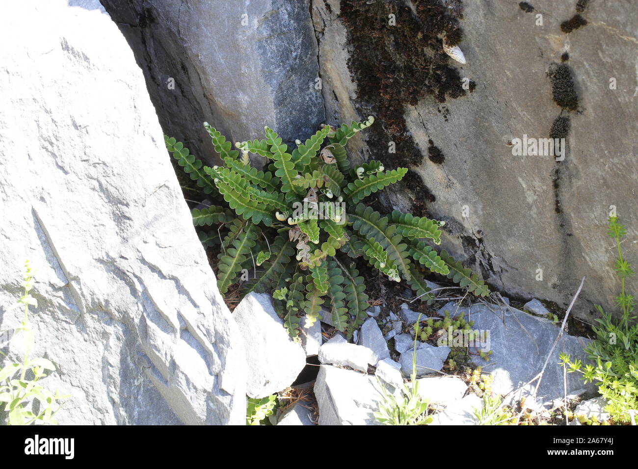 Ceterach officinarum - wild flower Stock Photo