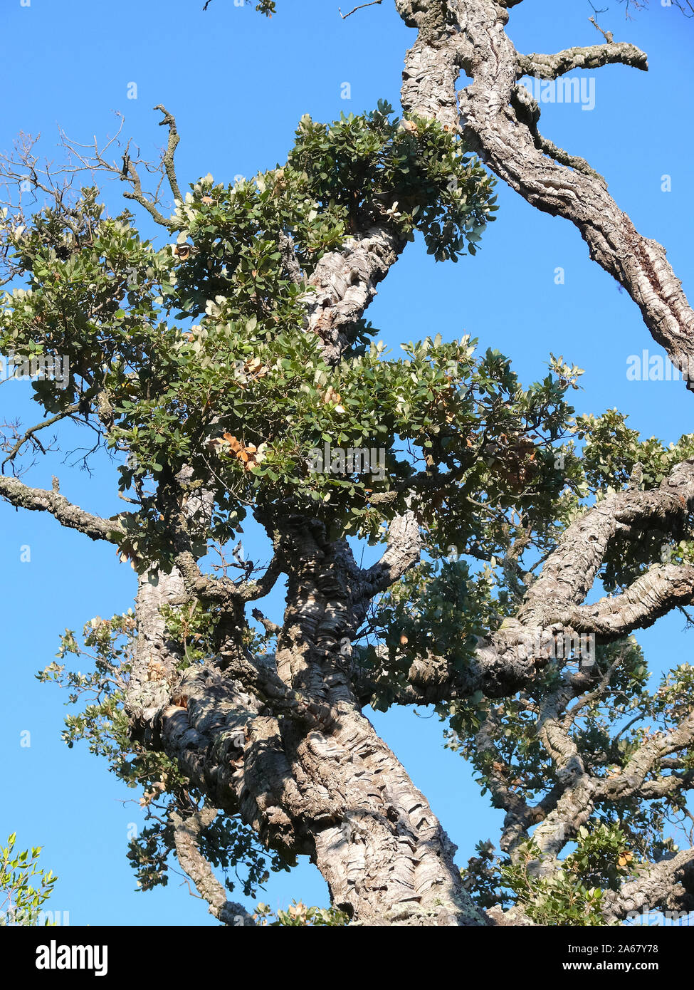 cork oak, Korkeiche, Quercus suber, paratölgy Stock Photo