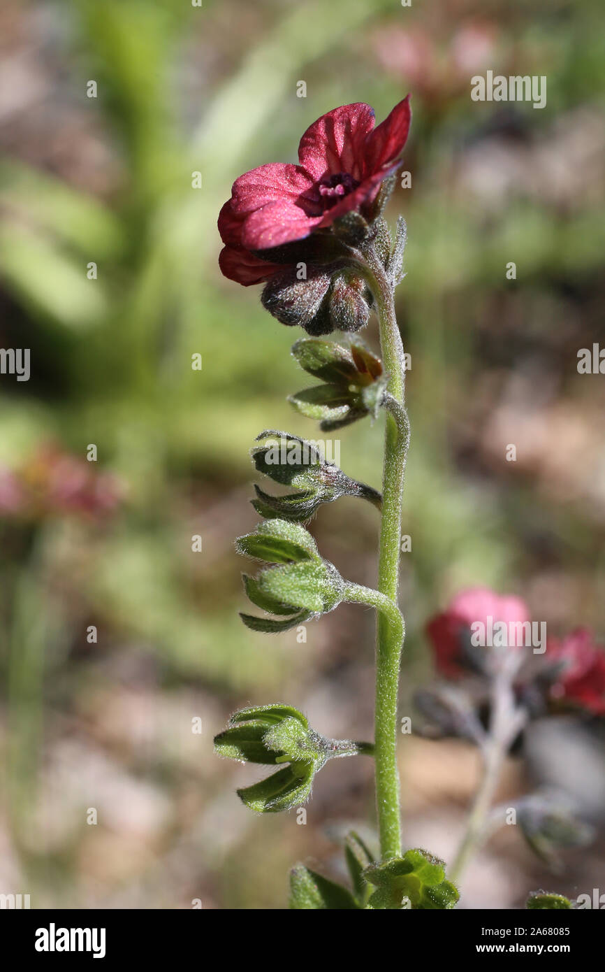 Cynoglossum montanum - wild flower Stock Photo