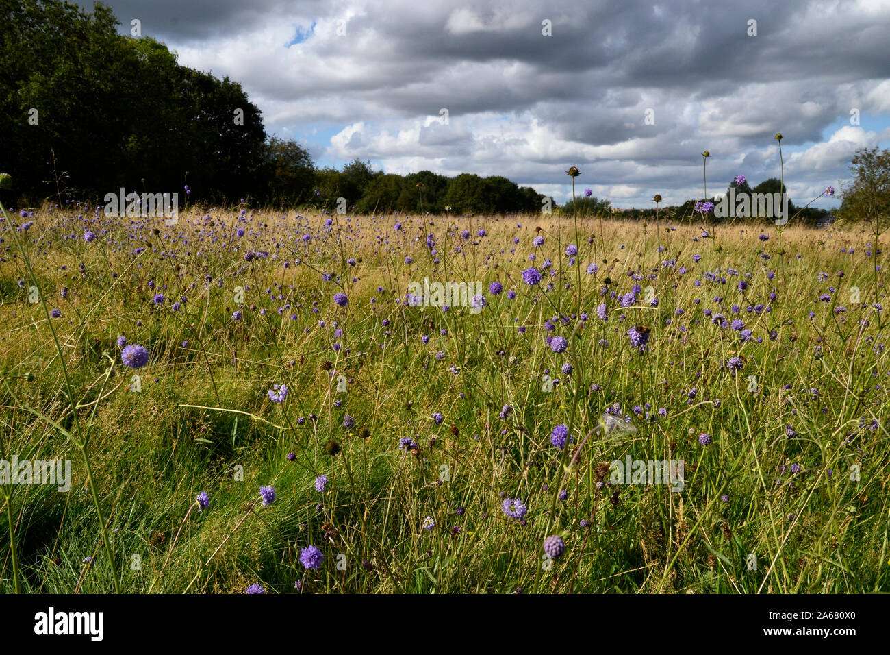 Wildflower meadow at Burbage Common, Hinkley, Leicestershire, UK Stock Photo