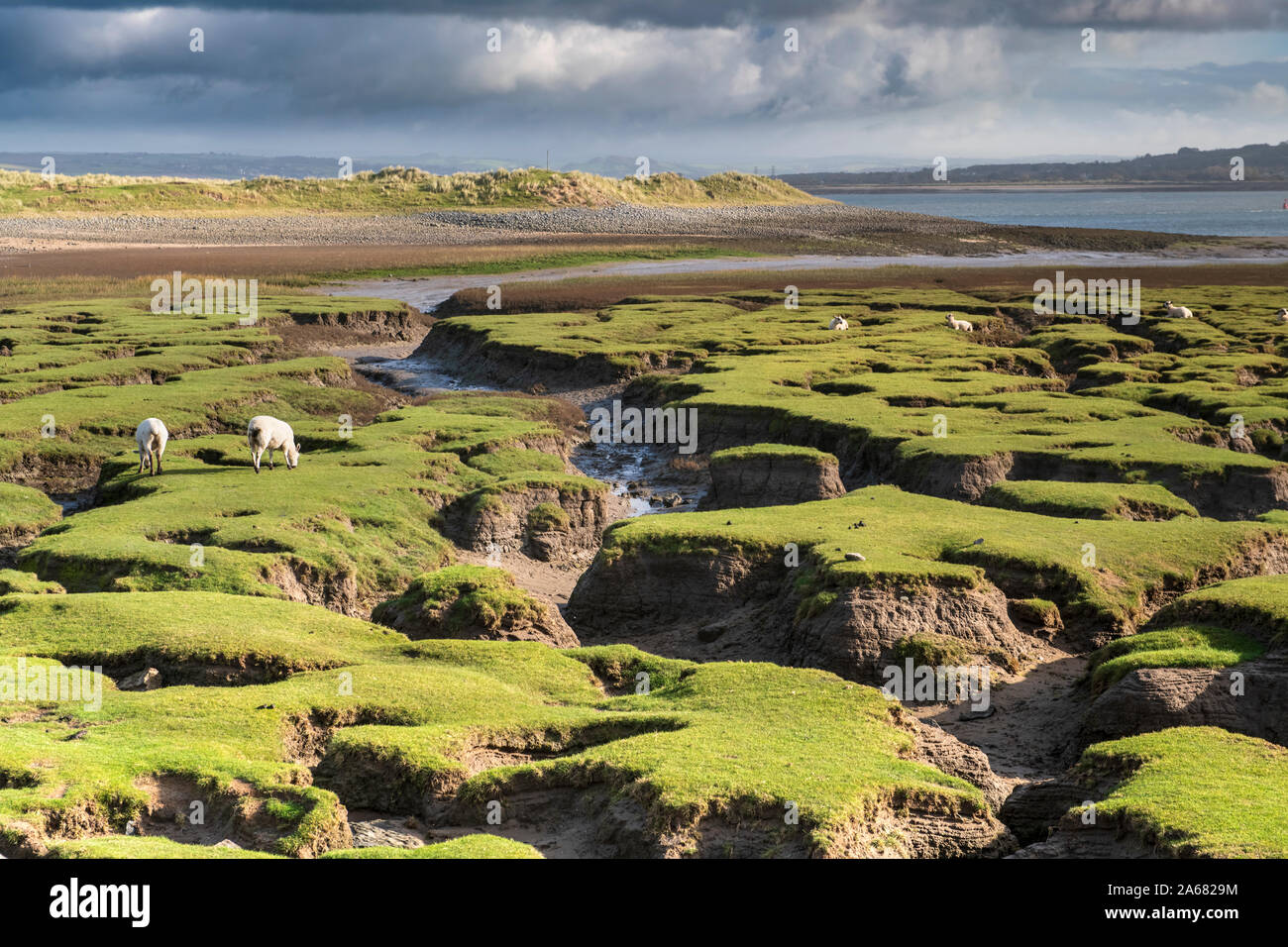 Sheep graze on 'The Skern', a north east facing horseshoe shaped bay situated on the northern side of Northam Burrows. Northam Burrows has SSSI status Stock Photo