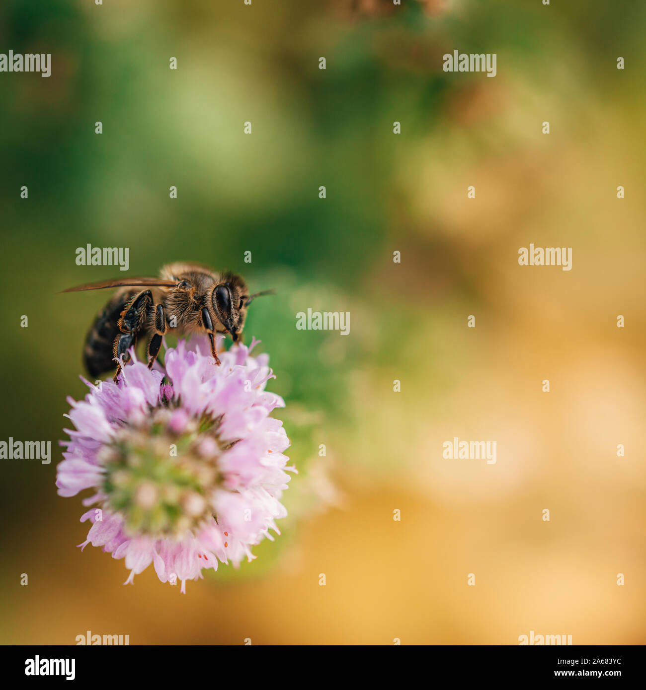 Bee licking nectar, the drink of the gods, from a mint flower in late summer, while the sun is rising. Stock Photo