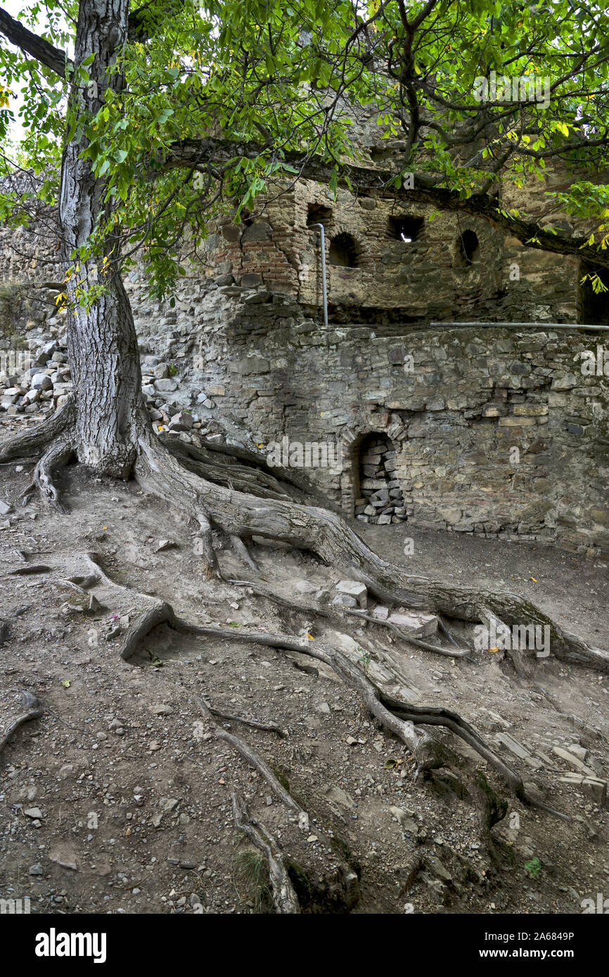 Georgia, Caucasus: Ananuri castle - tree with huge roots Stock Photo
