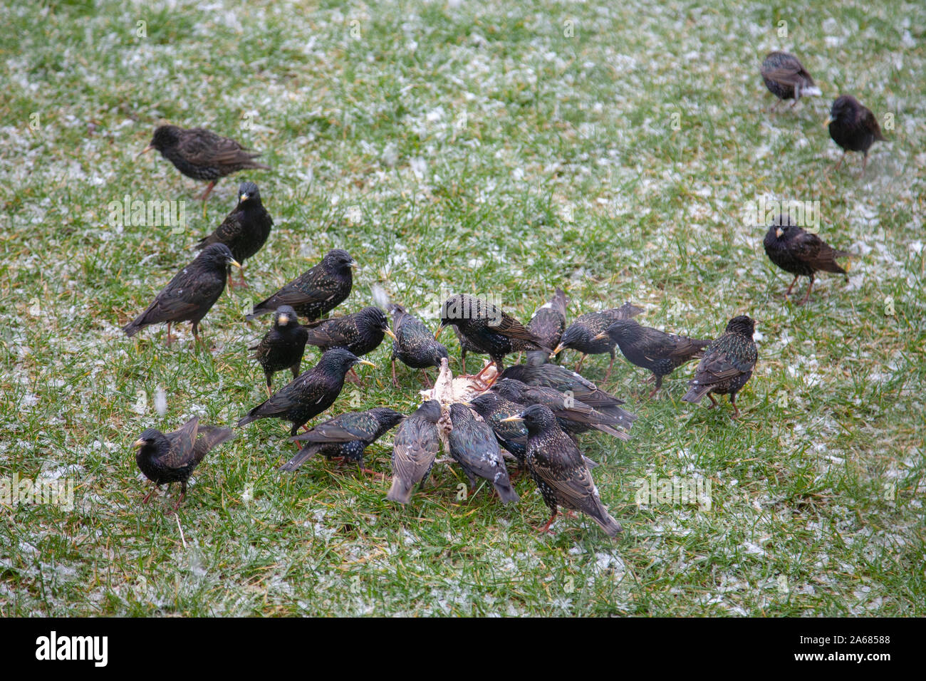 birds eating another birds carcass Stock Photo Alamy