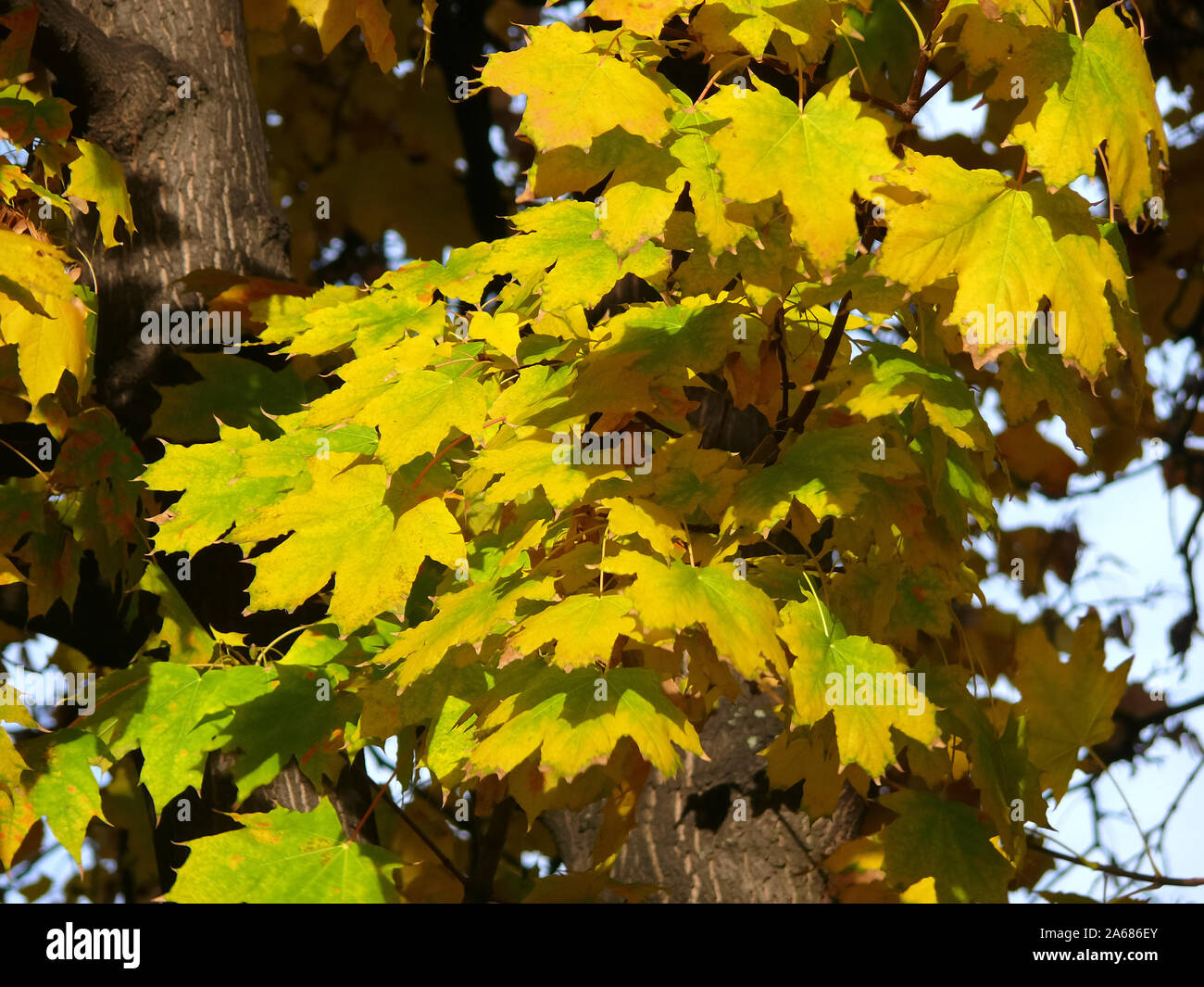 Maple, Ahorne, Acer, juhar Stock Photo