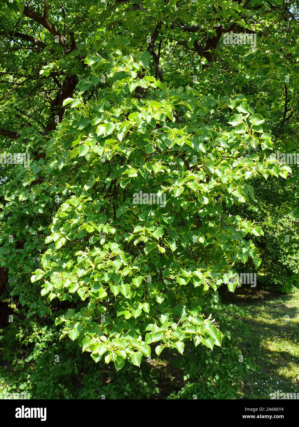 small-leaved lime, littleleaf linden, small-leaved linden, Winterlinde, Tilia cordata, kislevelű hárs Stock Photo