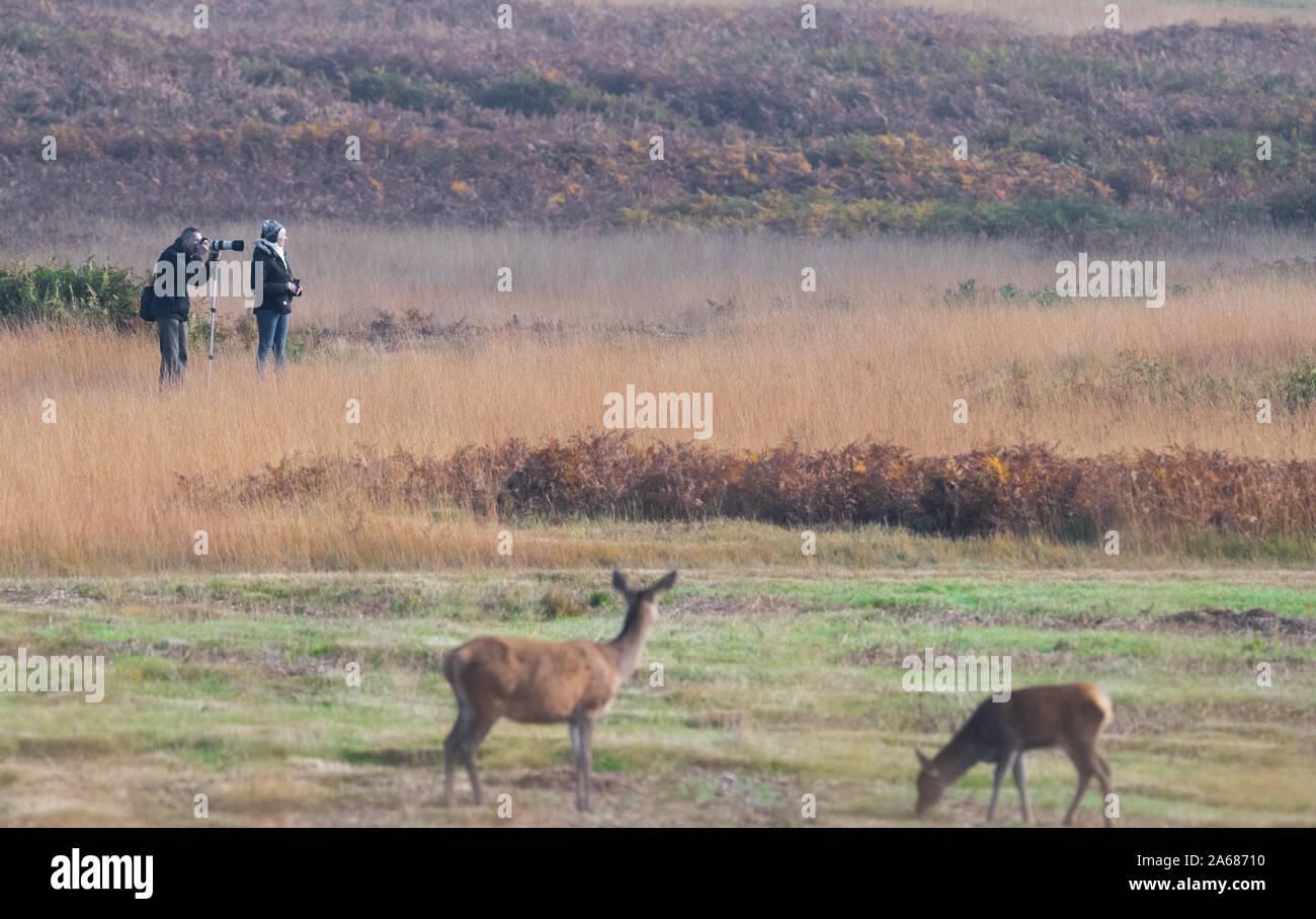 Male and female photographers photographing red deer in Bradgate Park, Leicestershire, UK Stock Photo