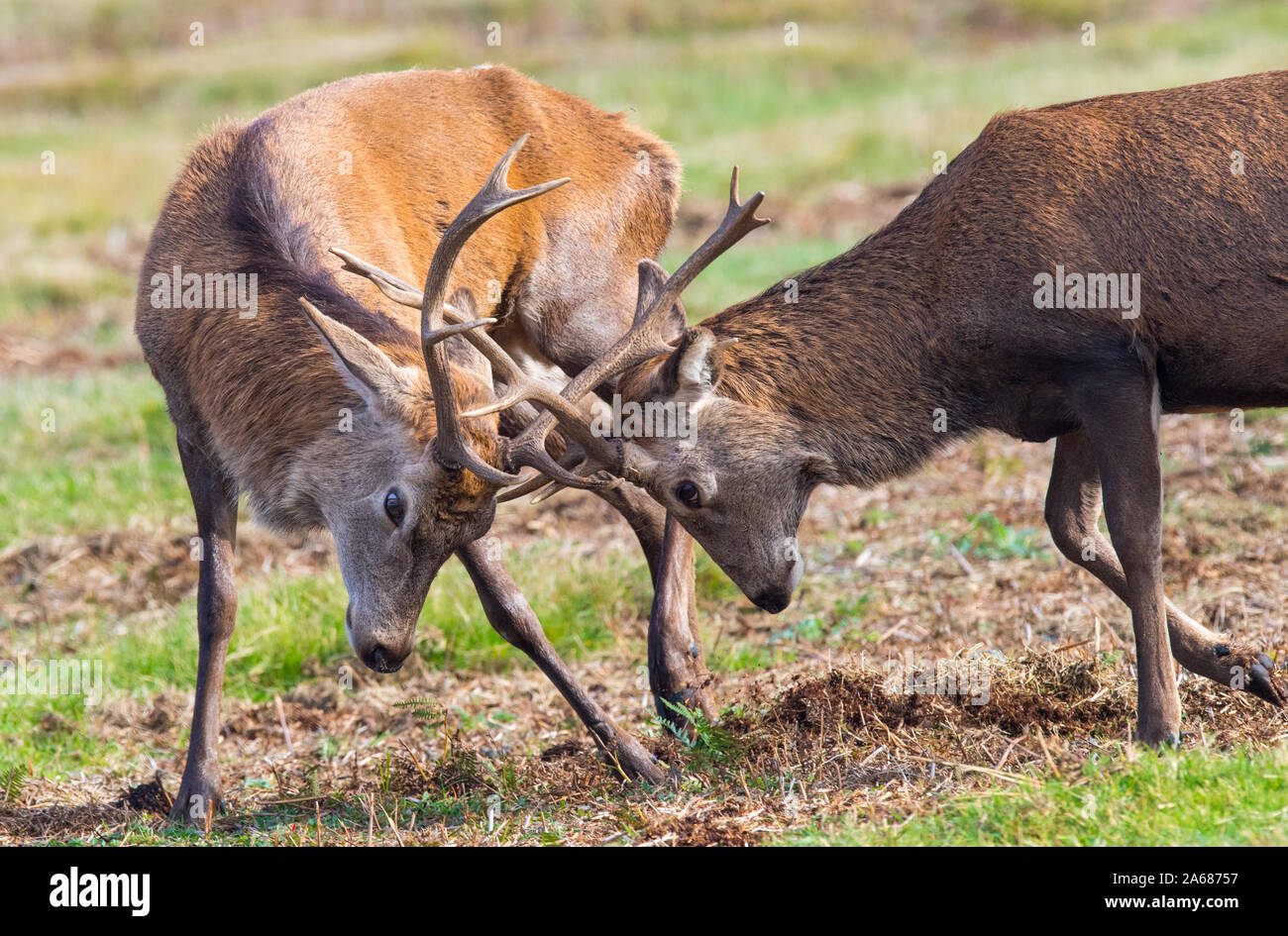 Rutting fight hi-res stock photography and images - Alamy