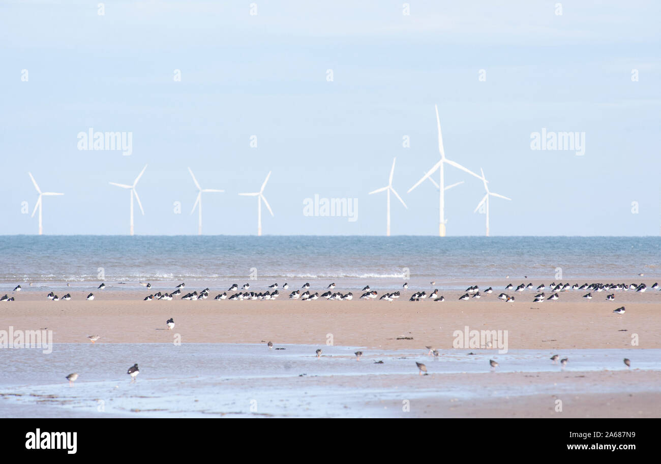 Eurasian oystercatcher, Haematopus ostralegus, roosting at low tide with wind turbines at sea, West Kirby beach, Dee estuary, Great Britain Stock Photo