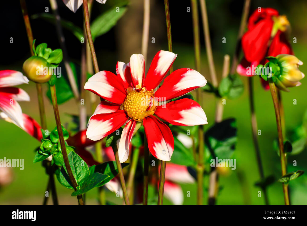 Flower of the dahlia Windmill in late summer and autumn Stock Photo