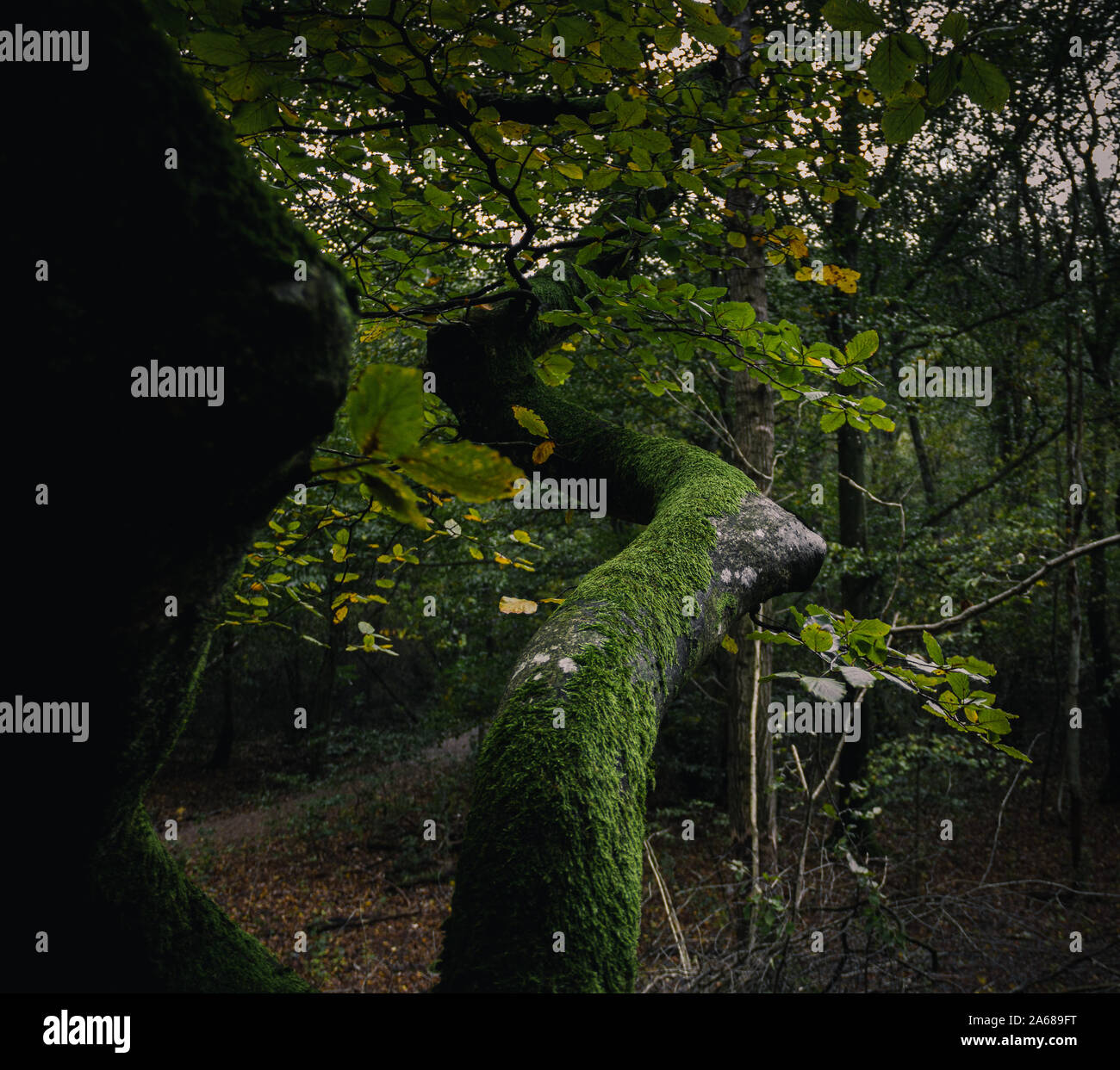Moss sweden hi-res stock photography and images - Alamy