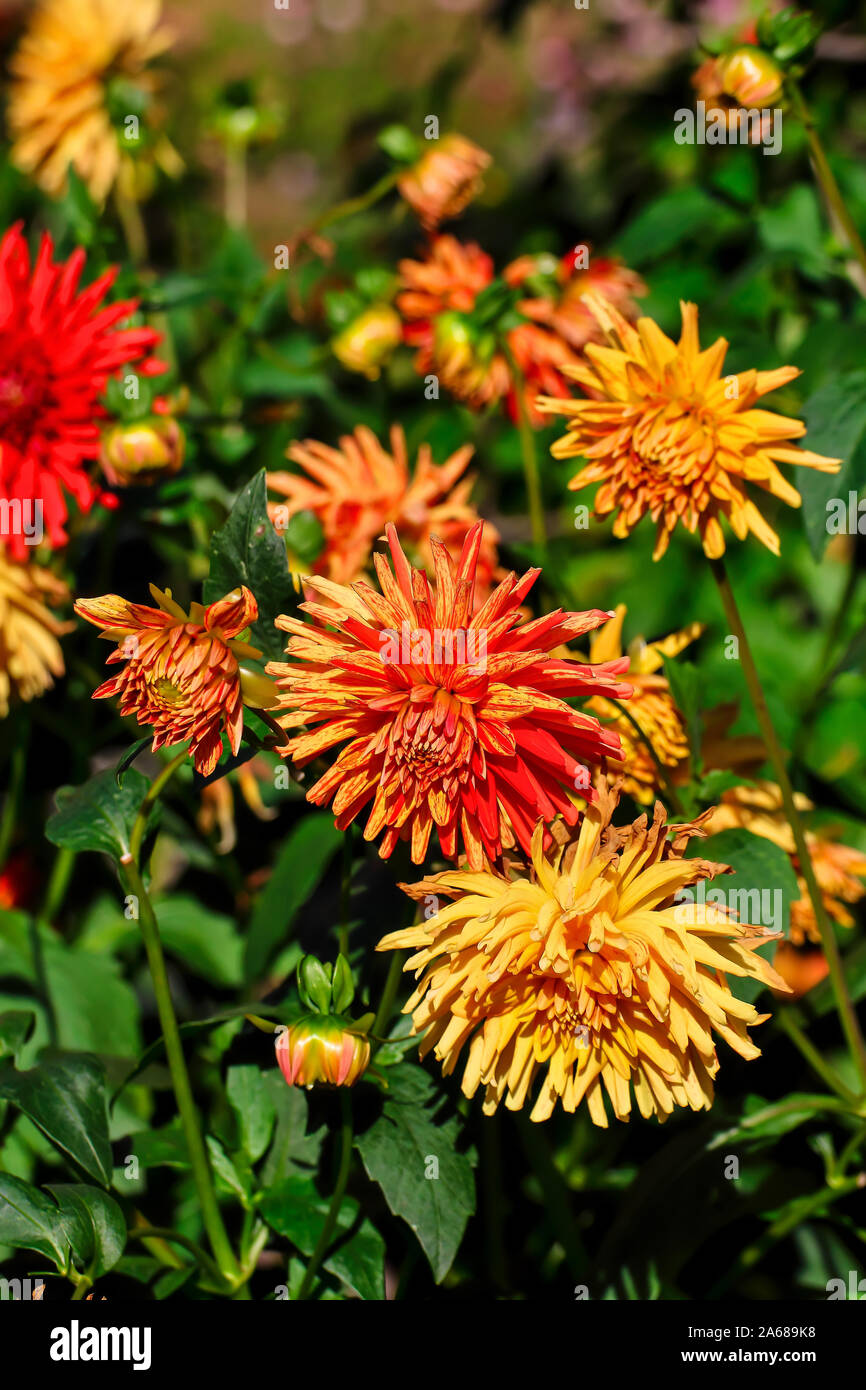 Pink dahlias bed hi-res stock photography and images - Alamy