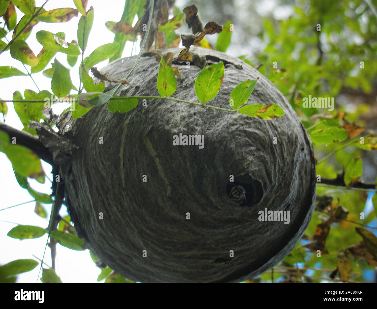 Vespiary or wasps nest in forest at summer Stock Photo