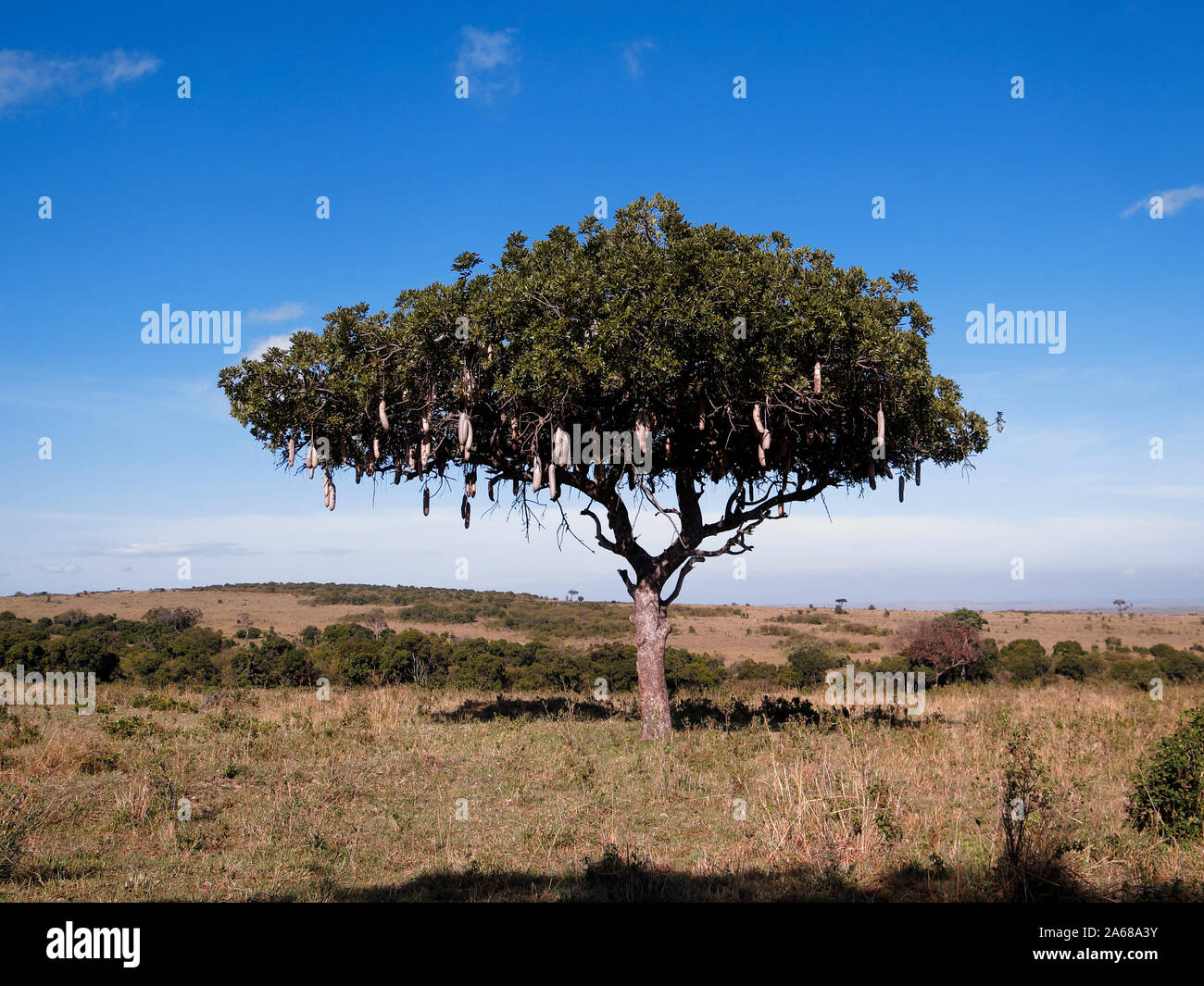 Sausage tree kigelia africana hires stock photography and images Alamy