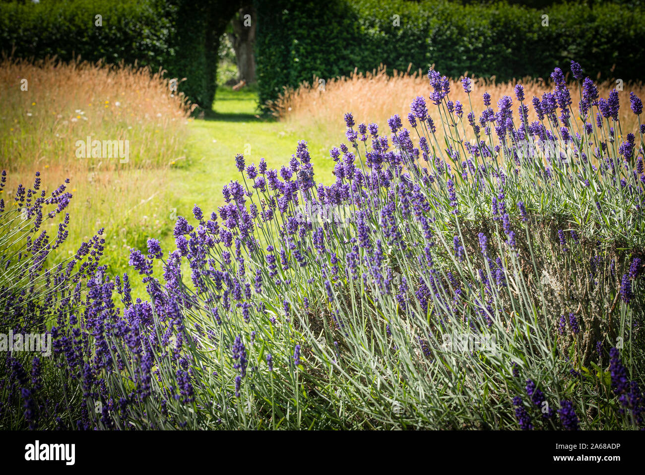 A bold display of Lavandula Hidcote Purple lavender growing in an English garden in July Stock Photo